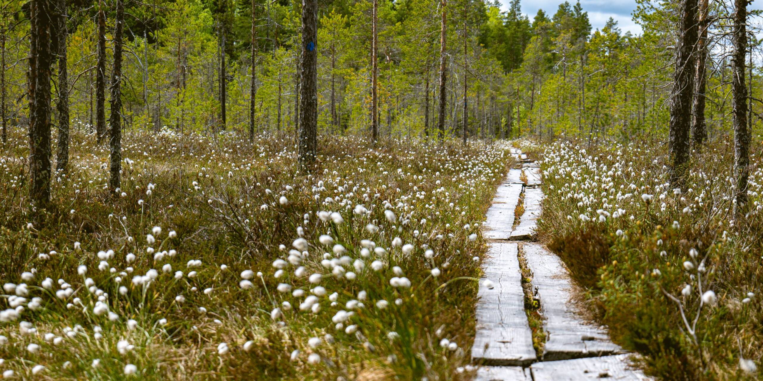 En stig av träplankor går genom skogen.