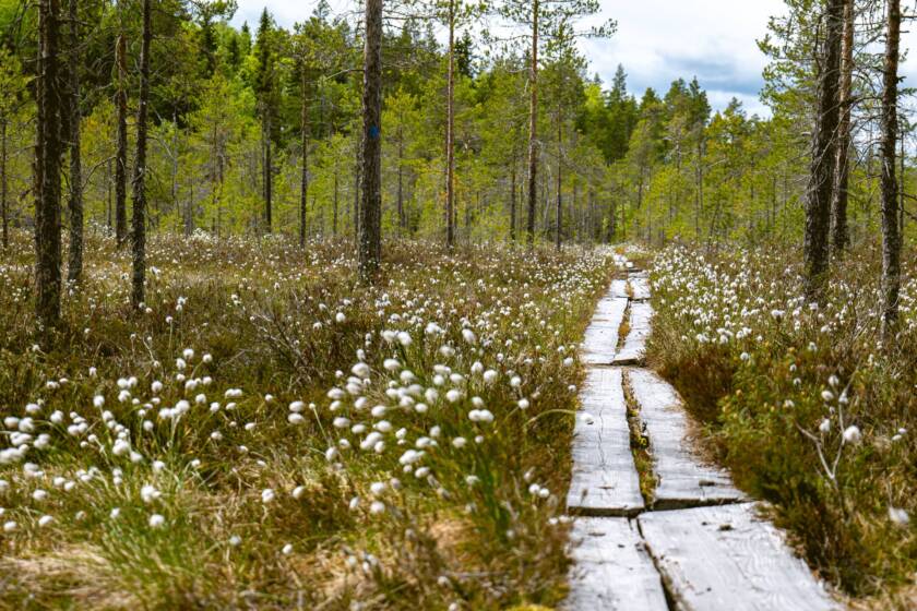 En stig av träplankor går genom skogen.