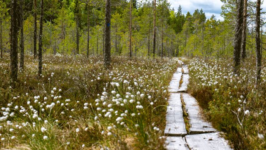 En stig av träplankor går genom skogen.