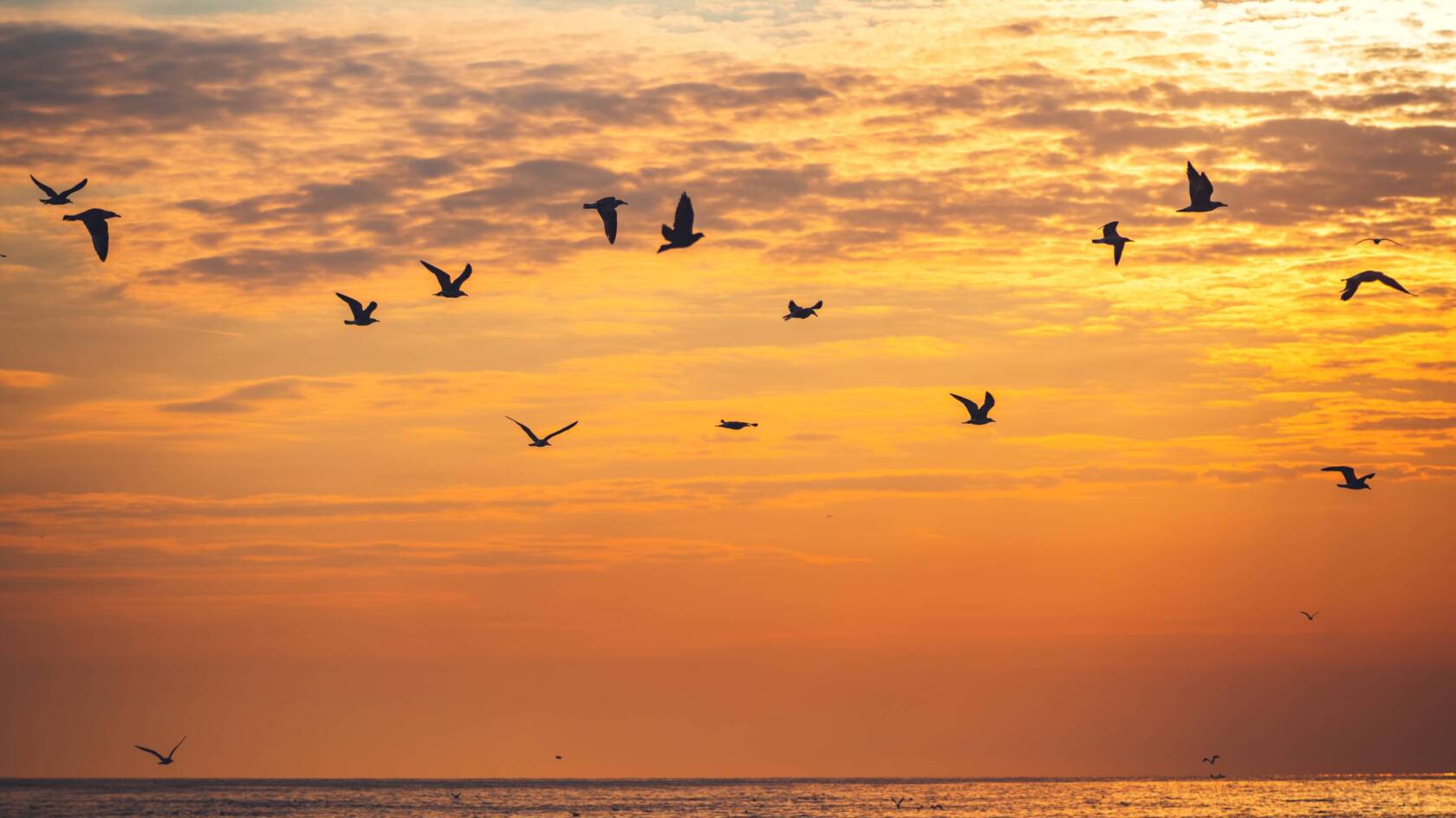 Lintuja auringonlaskussa.